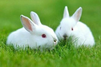 Tavşan yetiştiriciliği karlı mıdır?
